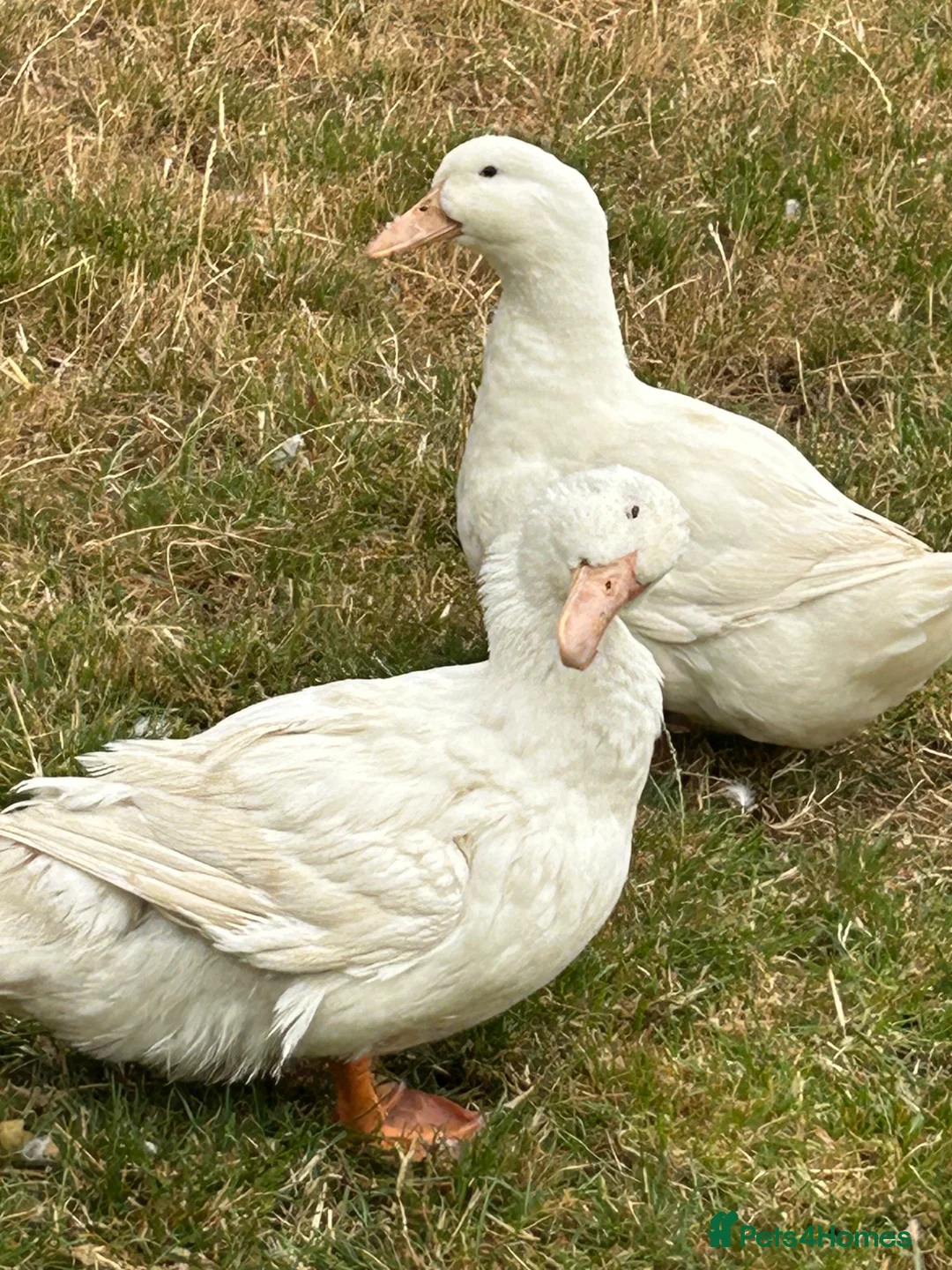 Ducks poultry for sale: FEMALE DUCKS  - Advert 2