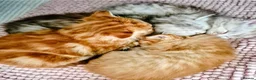 Himalayan cats for sale: Fluffy Doll-Face Persian & Himalayan Mix Kittens - Advert 2