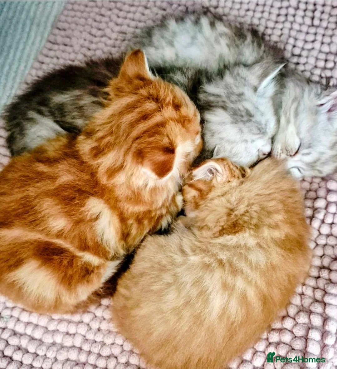 Himalayan cats for sale: Fluffy Doll-Face Persian & Himalayan Mix Kittens - Advert 2