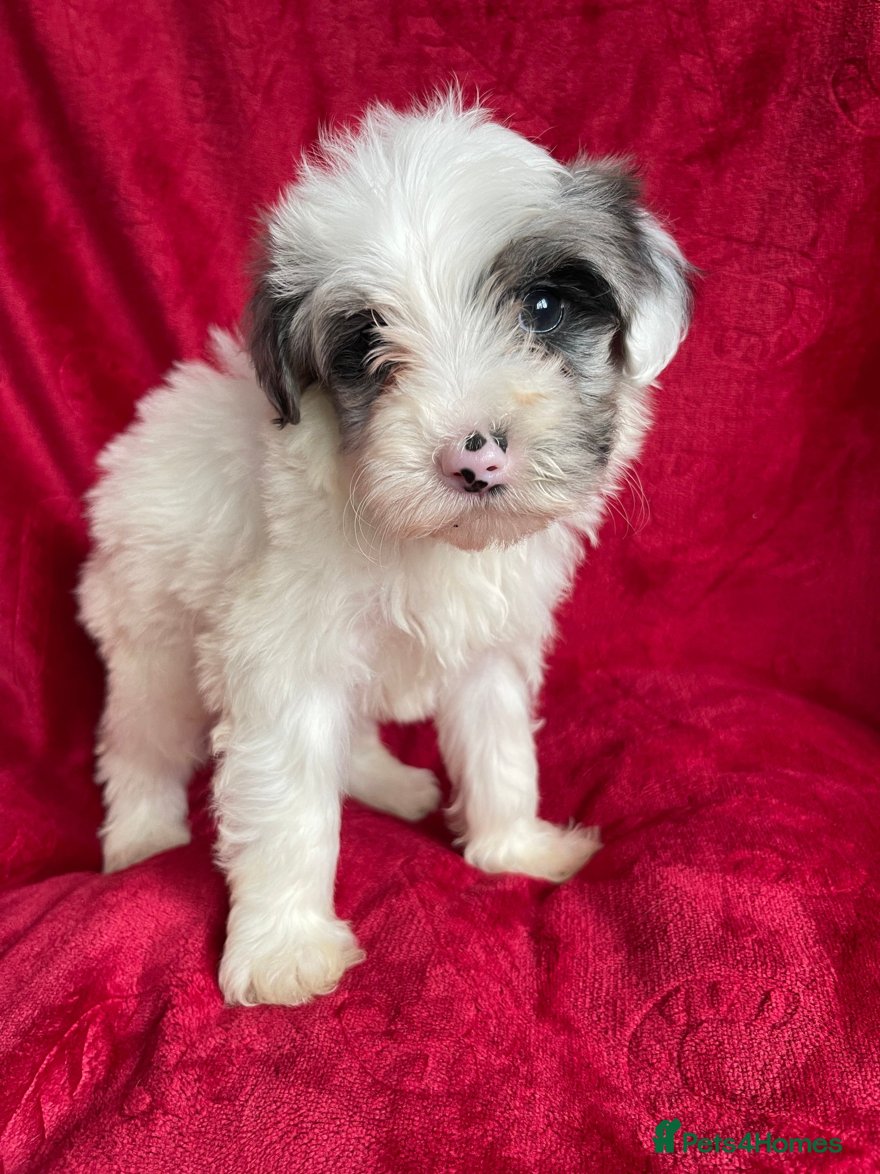 Yorkshire Terrier dogs Yorkshire terriers biewer  - Advert 2