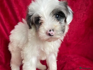 Yorkshire Terrier dogs Yorkshire terriers - Advert 3