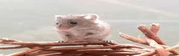Mouse rodents for sale: Harvest mice - Advert 1