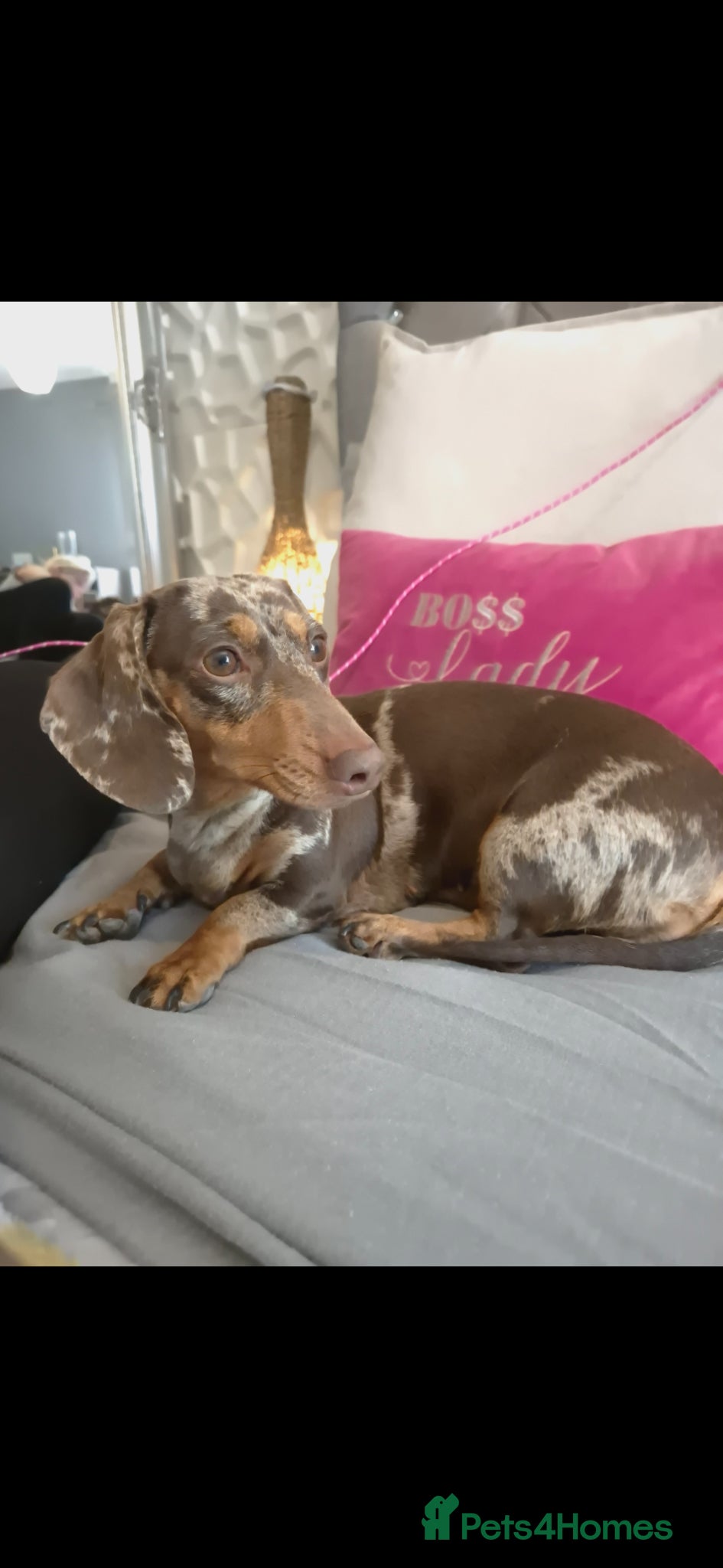 Miniature Dachshund dogs 🐾KC Miniature Dachshund Puppies Champion Lines🐾 - Advert 15