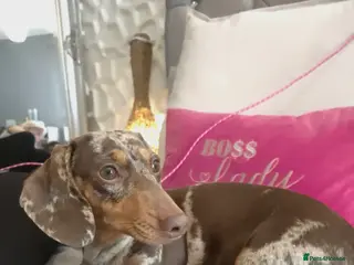 Miniature Dachshund dogs 🐾KC Miniature Dachshund Puppies Champion Lines🐾 - Advert 15