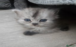 Persian cats for sale: Persian kittens for sale - Image 24