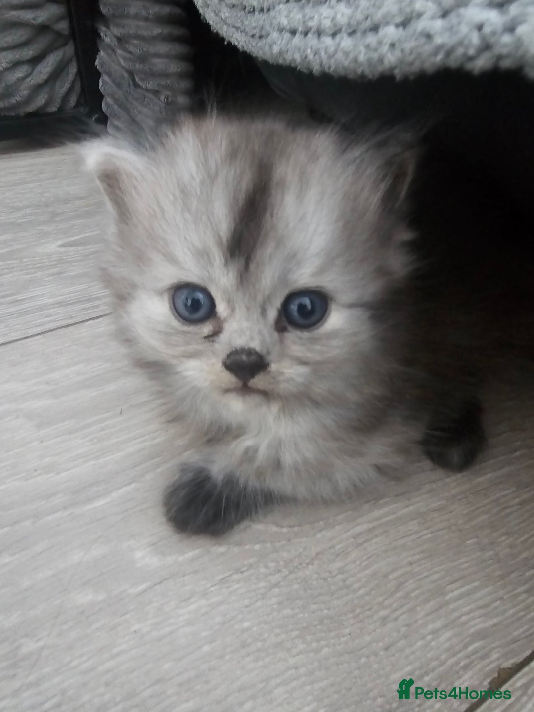 Persian cats for sale: Persian kittens for sale - Image 24