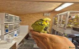 Budgerigars birds for sale: Adoption free exhibition budgie  - Image 4