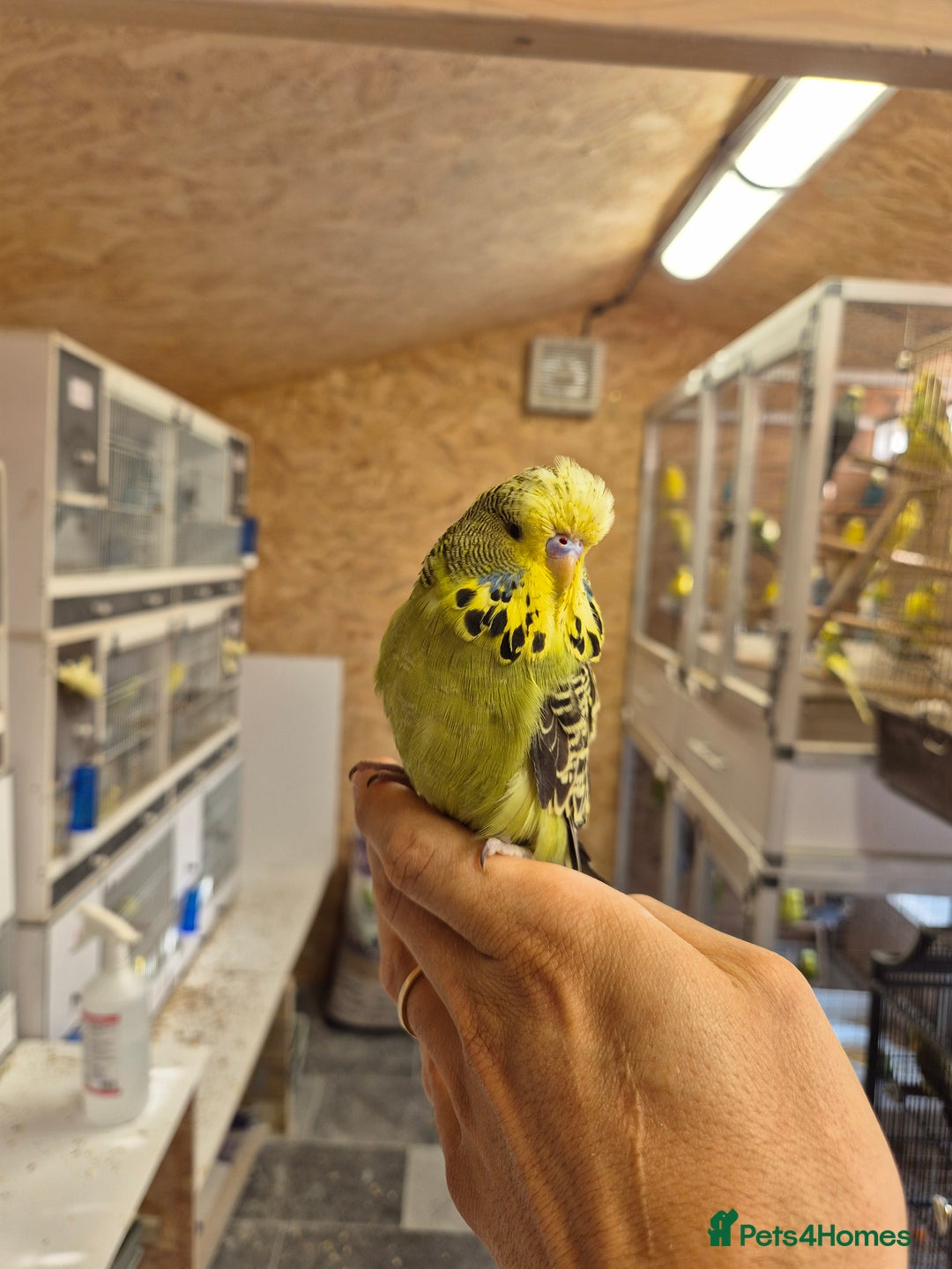 Budgerigars birds for sale: Adoption free exhibition budgie  - Image 4
