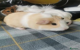 Guinea Pig rodents for sale: 2 Guinea Pig for SALE - Image 2