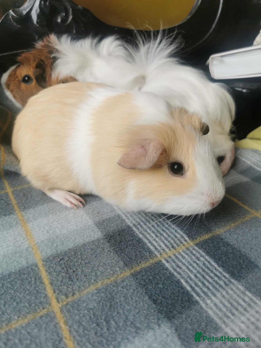 Guinea Pig rodents for sale: 2 Guinea Pig for SALE - Image 2