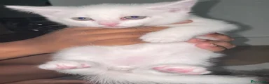 SNOWBALL