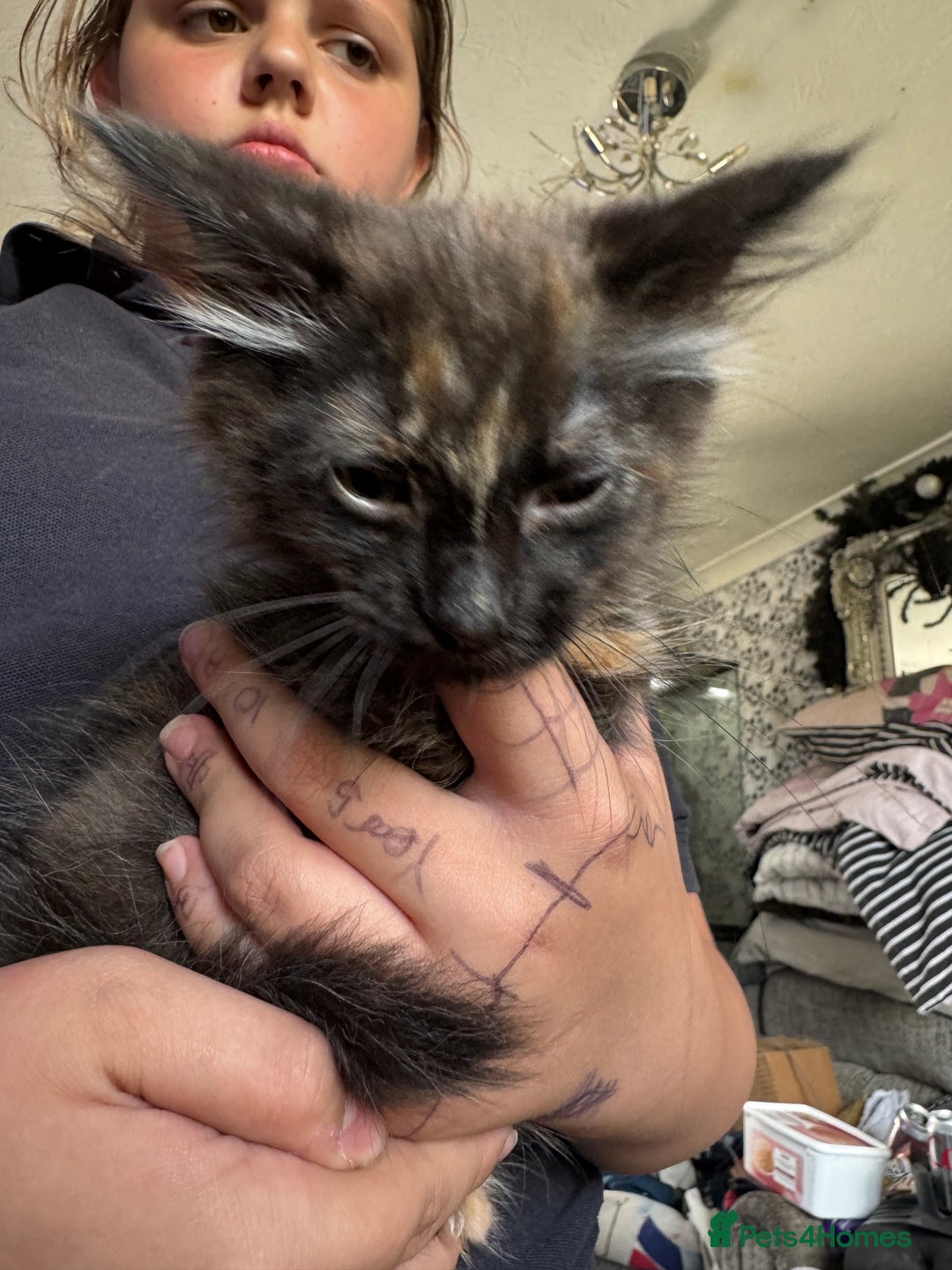 Mixed Breed cats for sale: 6 mixed kittens - Image 9