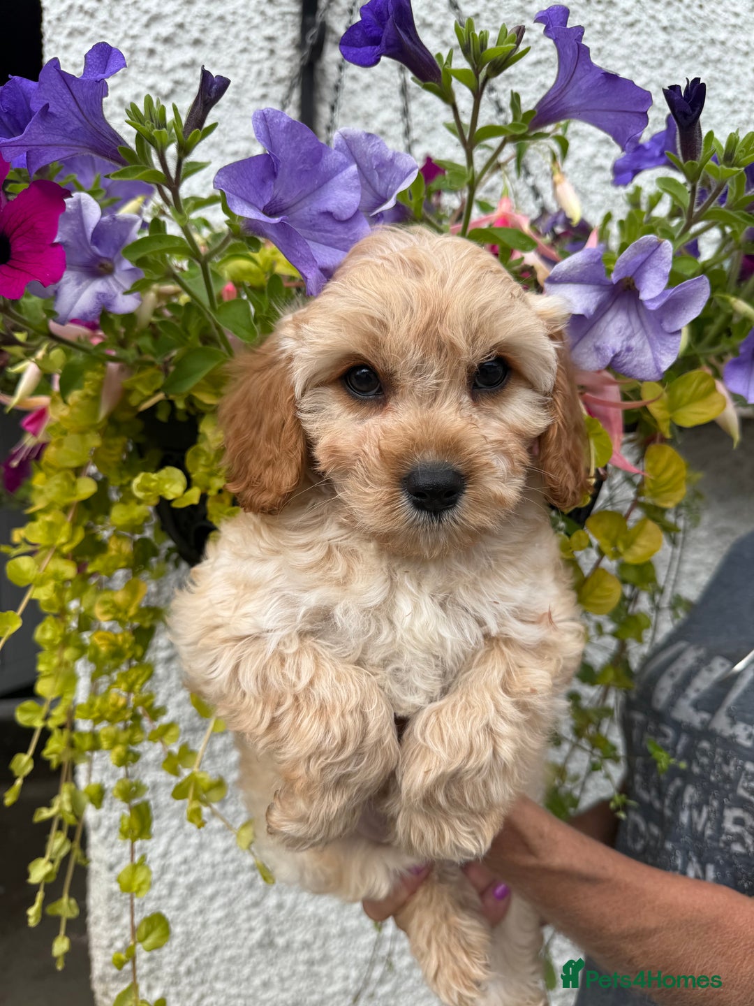 Cavapoo dogs for sale: READY NOW Stunning  F1 Cavapoo fawn boy  in Lanark - Image 7