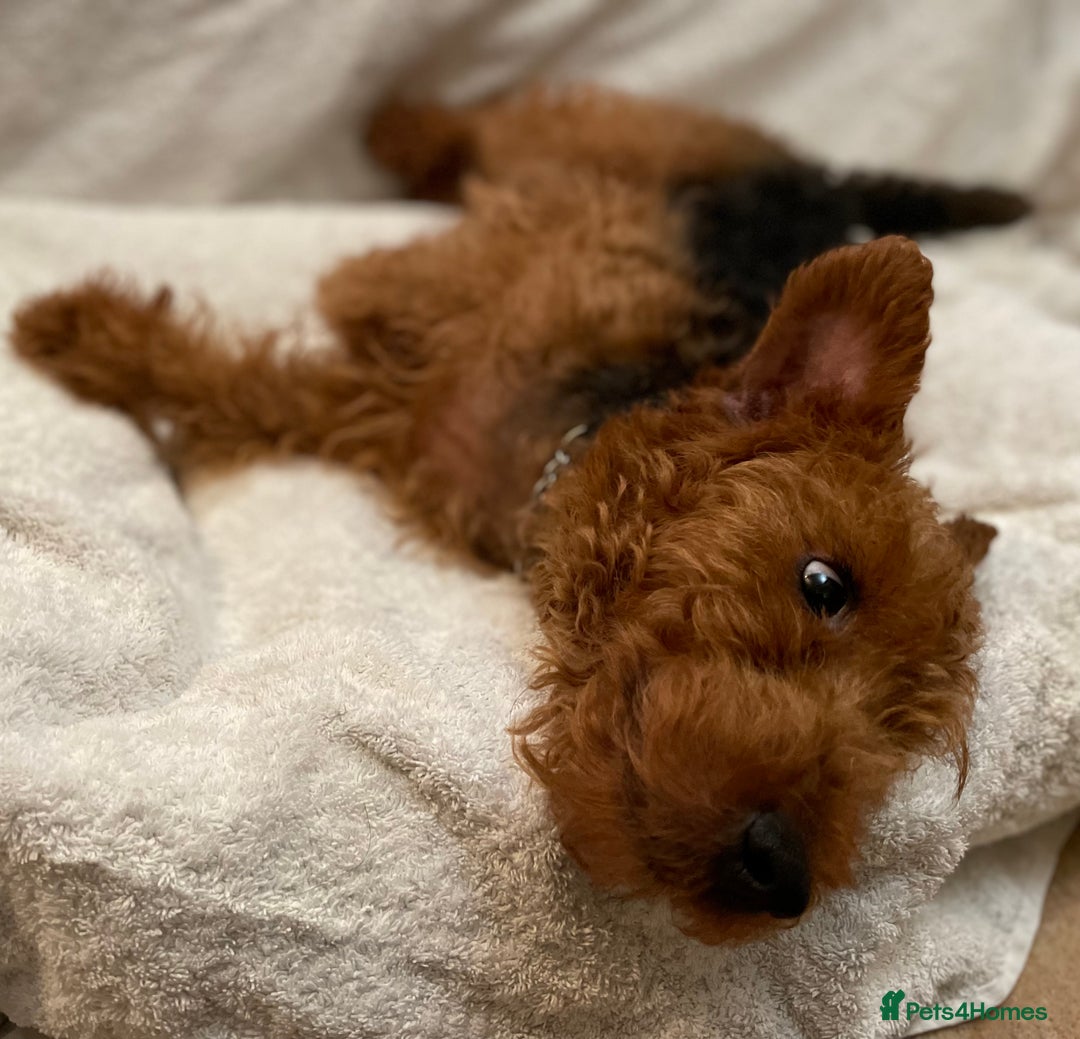 Welsh Terrier dogs for sale: Stunning female Welshie KC reg & health tested - Advert 5