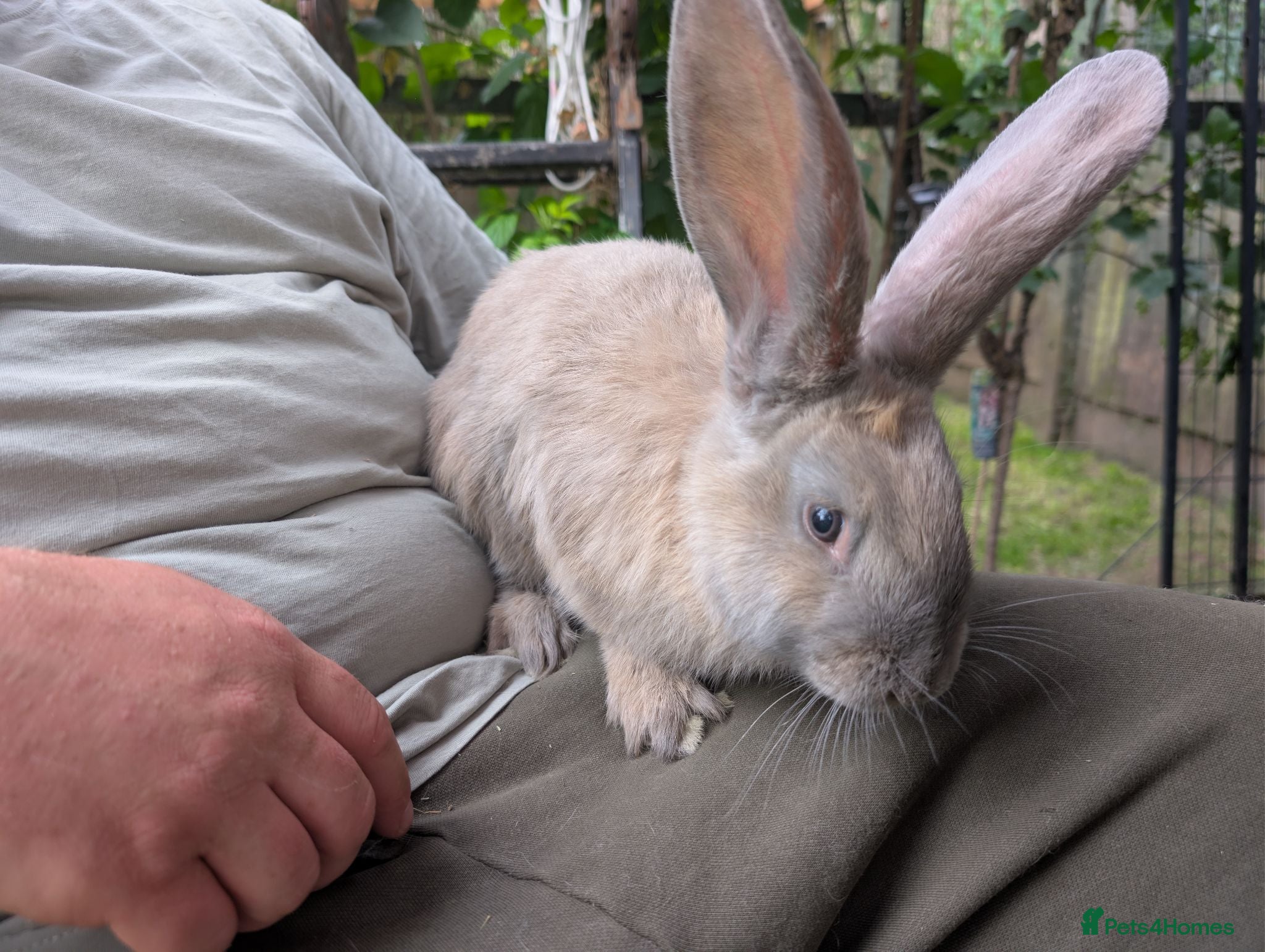 Continental Giant rabbits Beautiful Conti babies  - Advert 6
