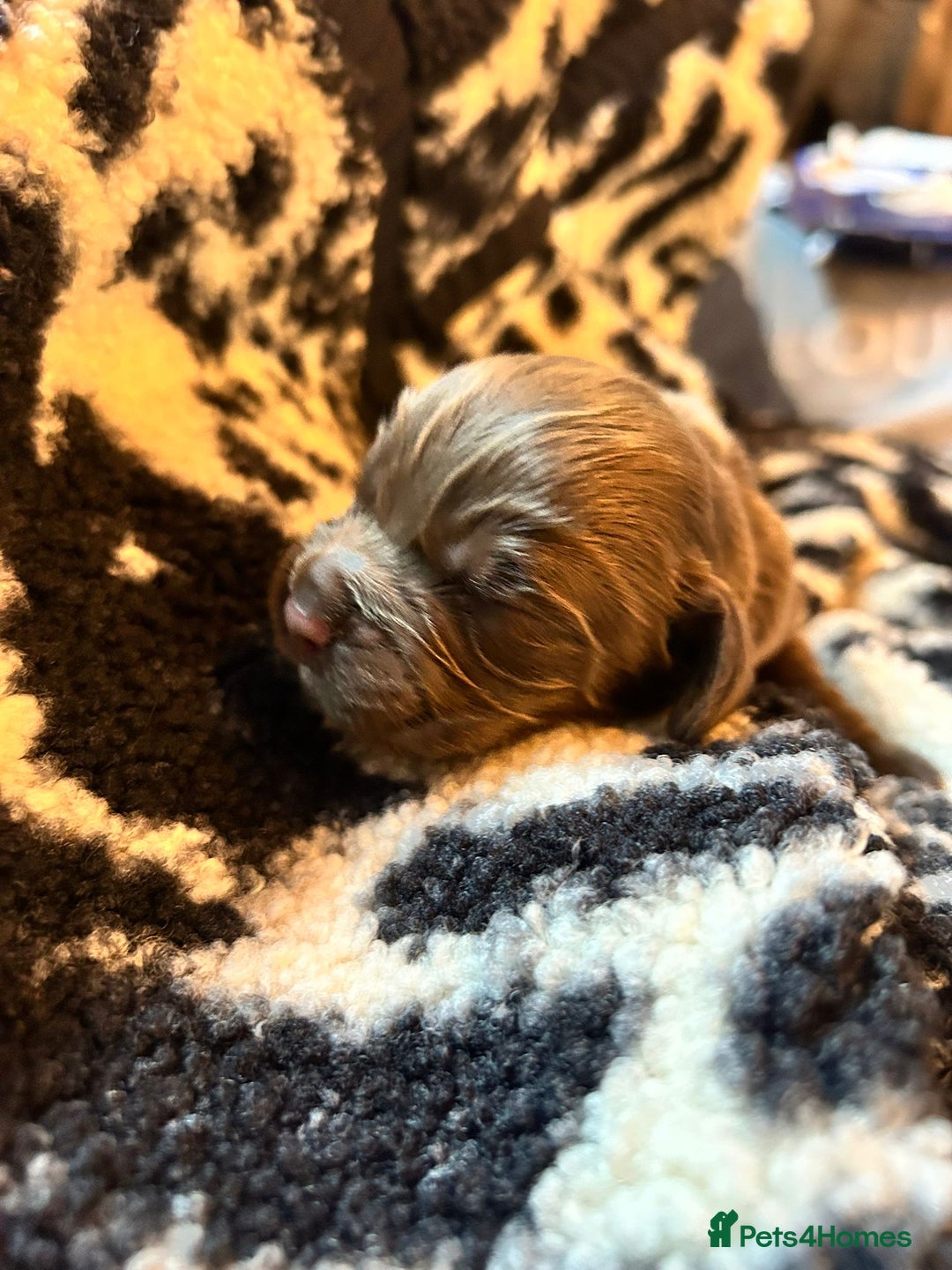 Cocker Spaniel dogs for sale: Working cocker spaniel puppies kc reg  - Advert 8