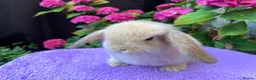 Mini Lop rabbits for sale: Gorgeous baby mini lop boys ready now in Paisley - Advert 1