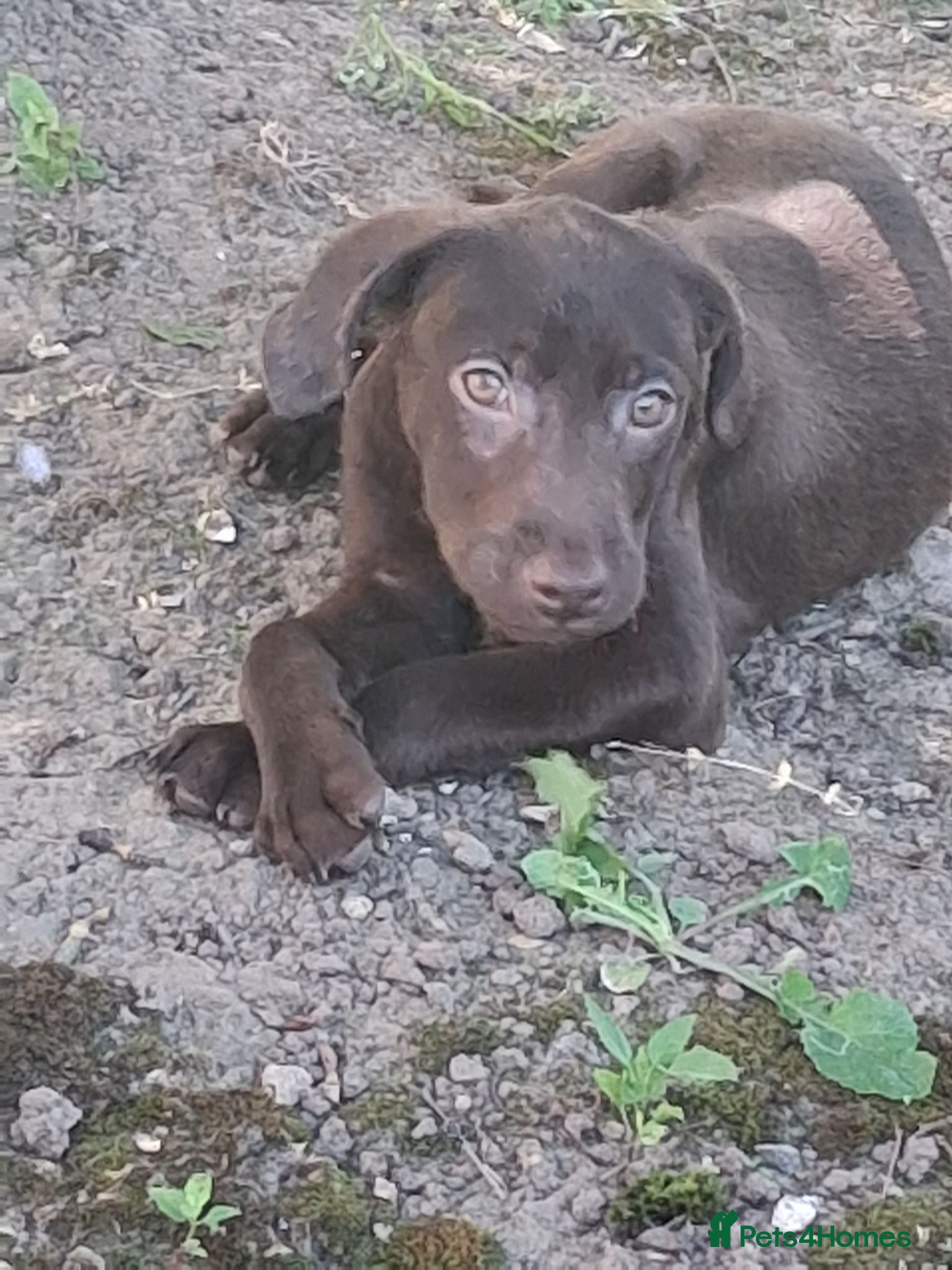 Labrador Retriever dogs Fantastic labrador pups  - Advert 2