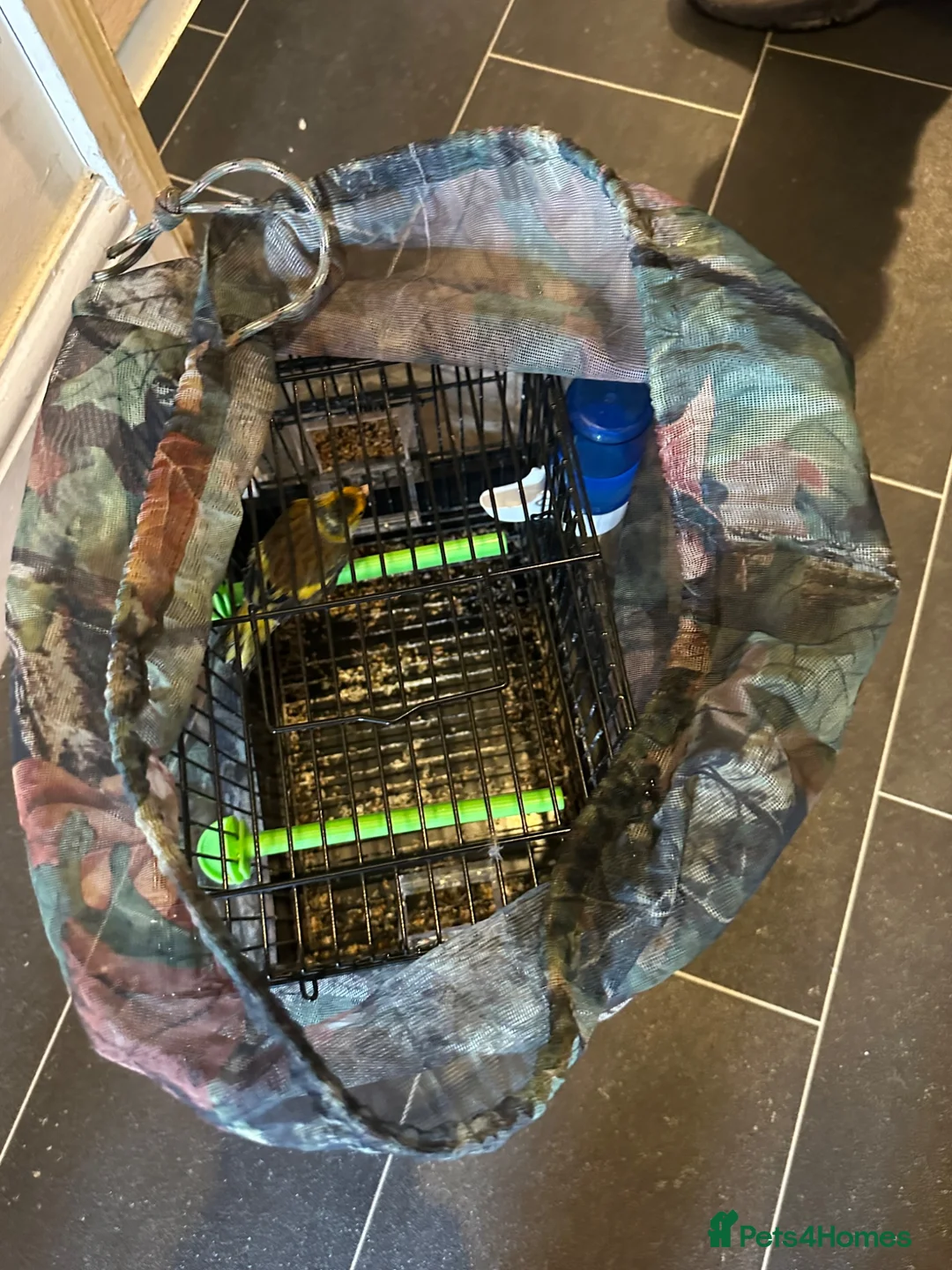 Finches birds for sale: Goldfinch mil in Wisbech - Advert 1