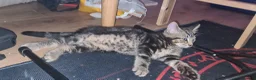 Mixed Breed cats for sale: mix bengal kittens happy for offers - Advert 10