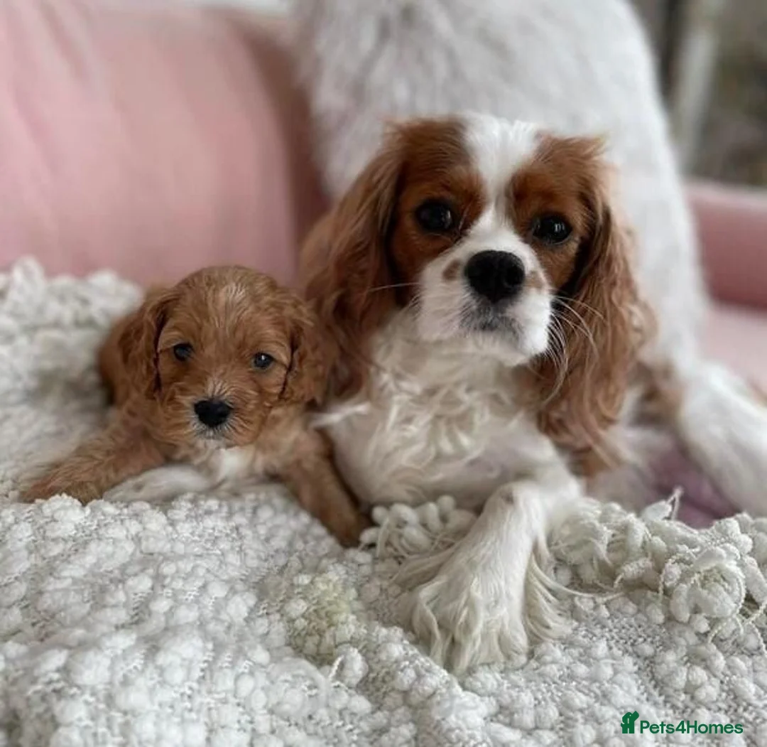 Cavapoo dogs for sale: Unique Cavapoo puppies - Advert 4