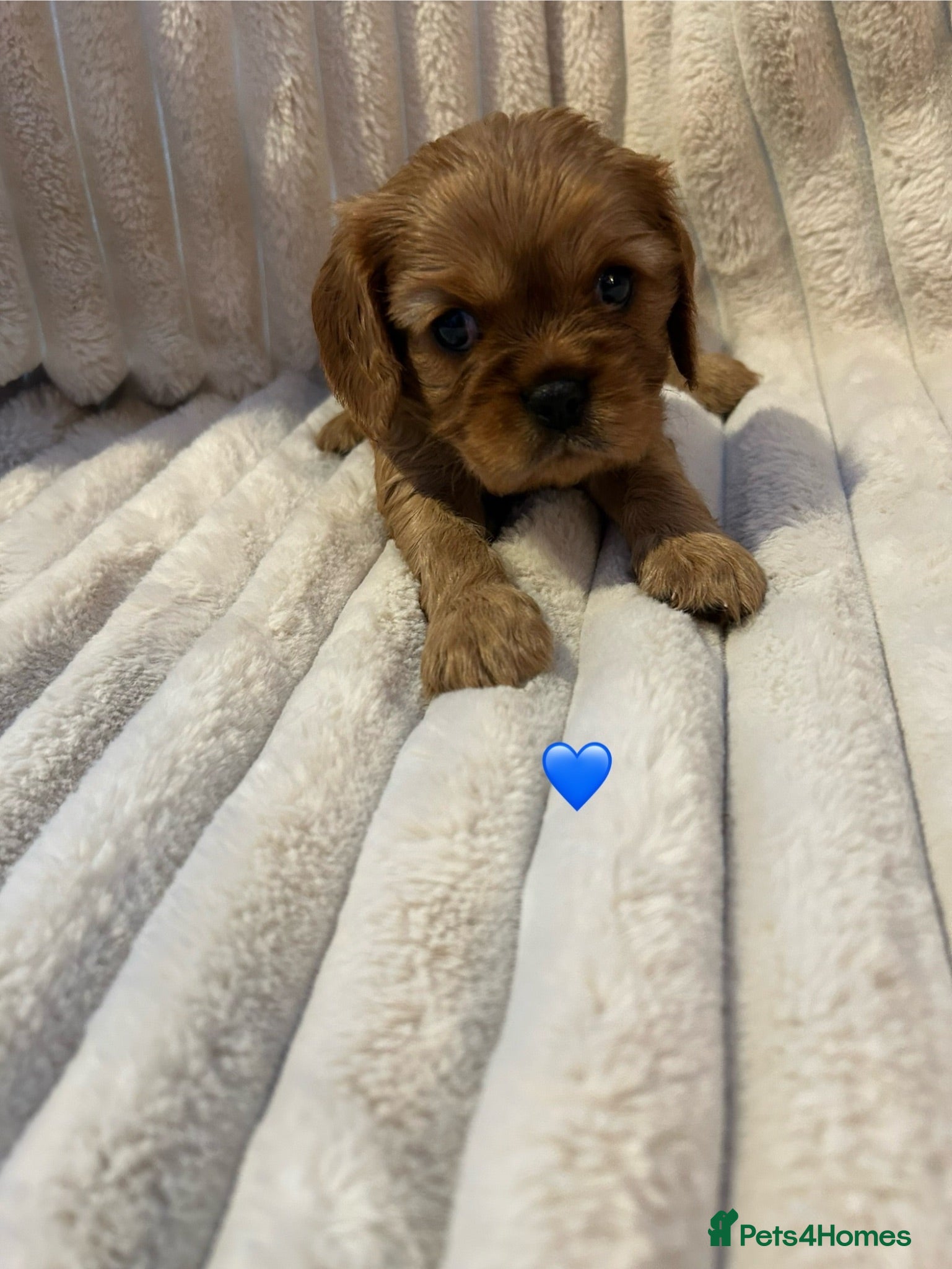 Cavalier King Charles Spaniel dogs KC Cavalier King Charles puppies  - Advert 2