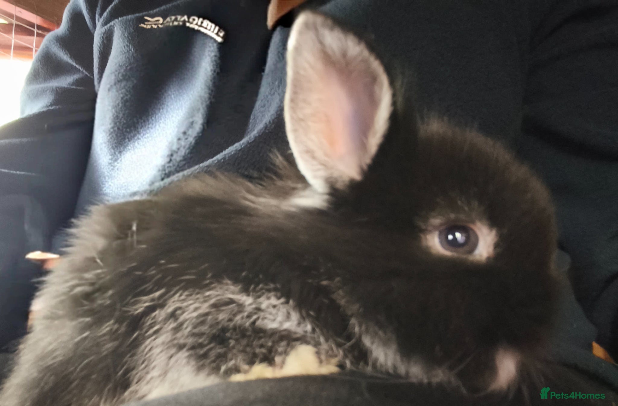 Mini Lop rabbits for sale: Rare Mini Lion Lop Babies for Sale  - Advert 7