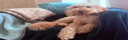 Australian Labradoodle dogs for sale: Multigenerational Australian Labradoodle  - Advert 14