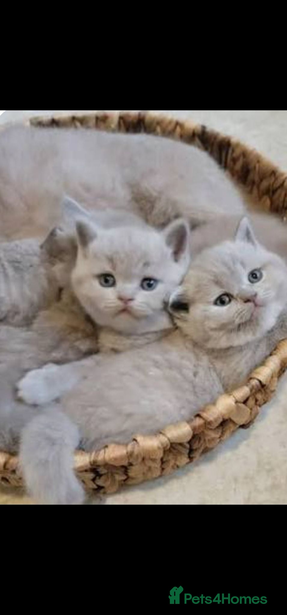British Shorthair cats GCCF Lilac British shorthair - Advert 1