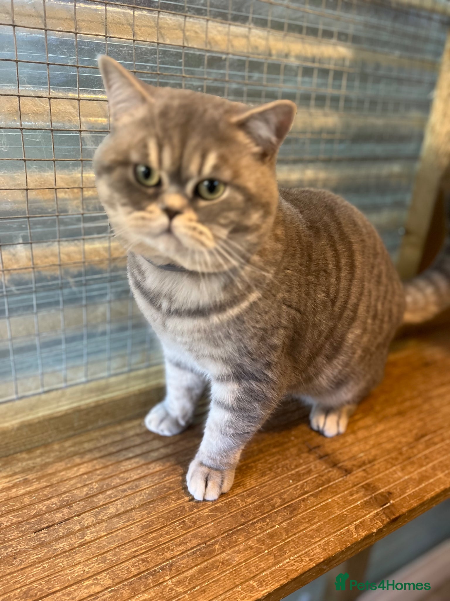 British Shorthair cats for stud: Gccf British Shorthair males for Stud  - Advert 4