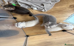 British Shorthair cats for sale: British shorthair kittens TICA ready NOW  - Image 13