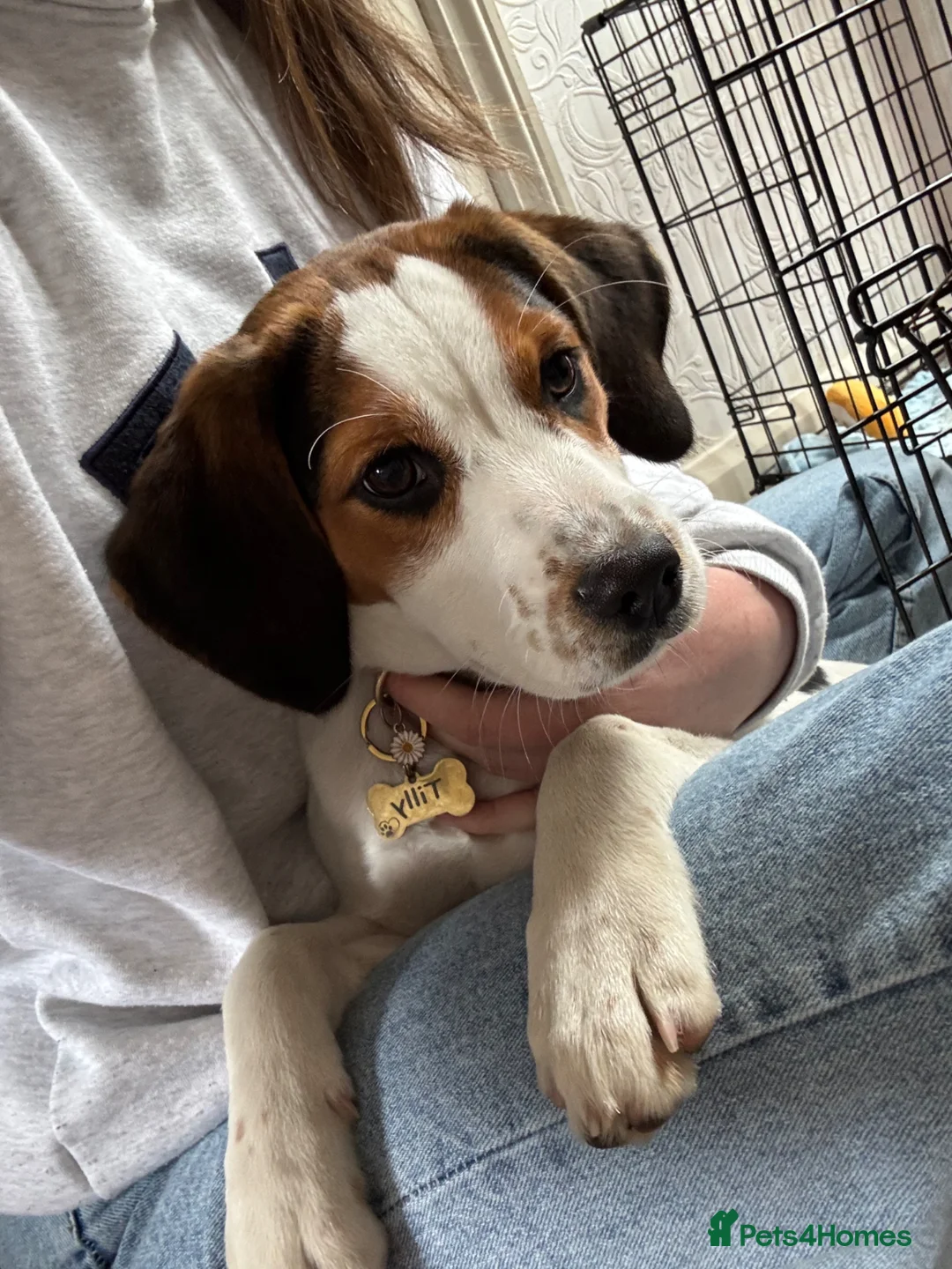 Beagle dogs for sale: Beagle Puppy Looking for Loving Home in Livingston - Advert 1