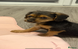 Mixed Breed dogs for sale: Shihtzu cross cocapoo (shihpoo) puppies  - Advert 10