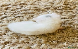 Mixed Breed cats for sale: Turkish Angora x Kittens - Image 5