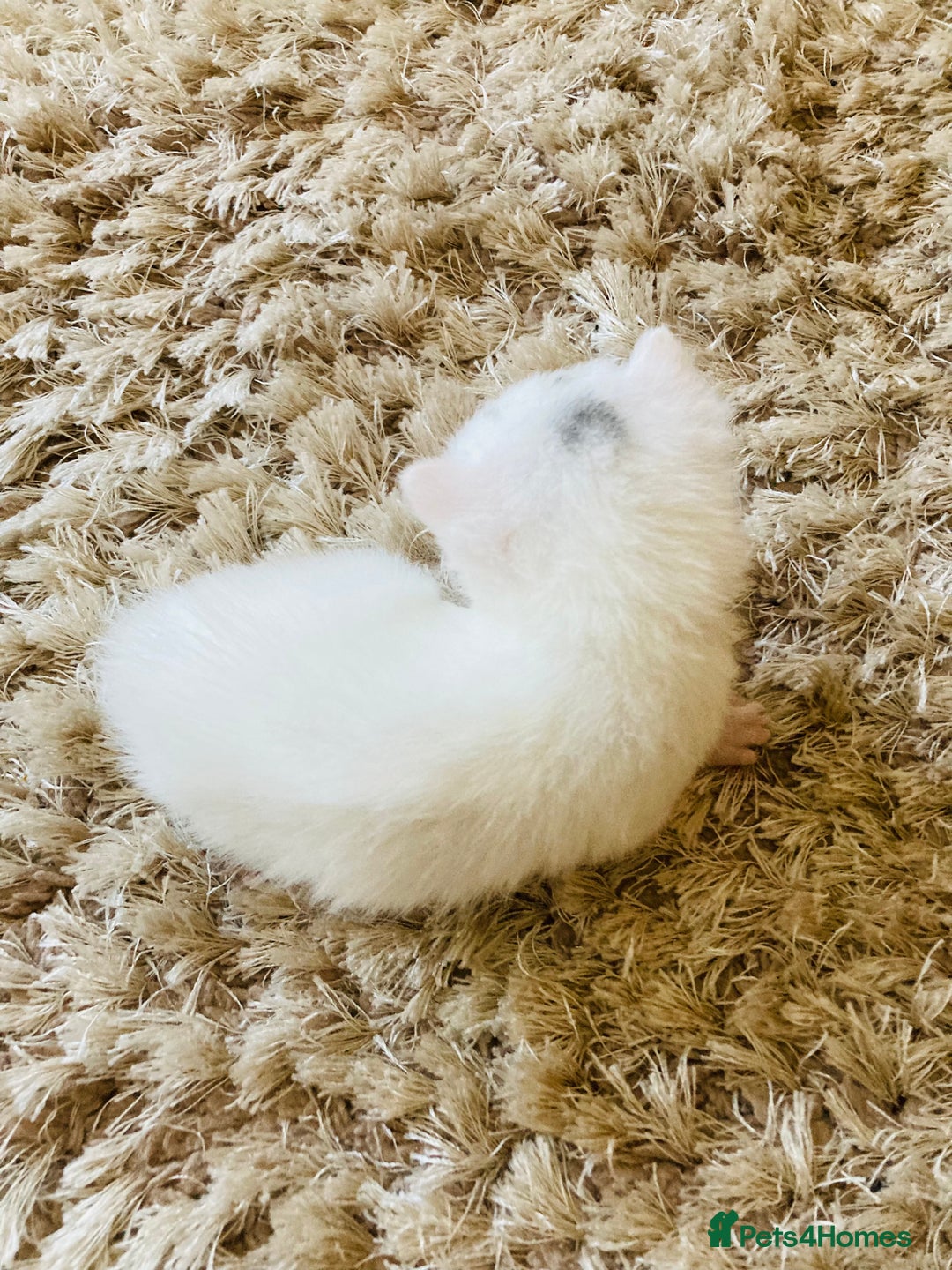 Mixed Breed cats for sale: Turkish Angora x Kittens - Image 5