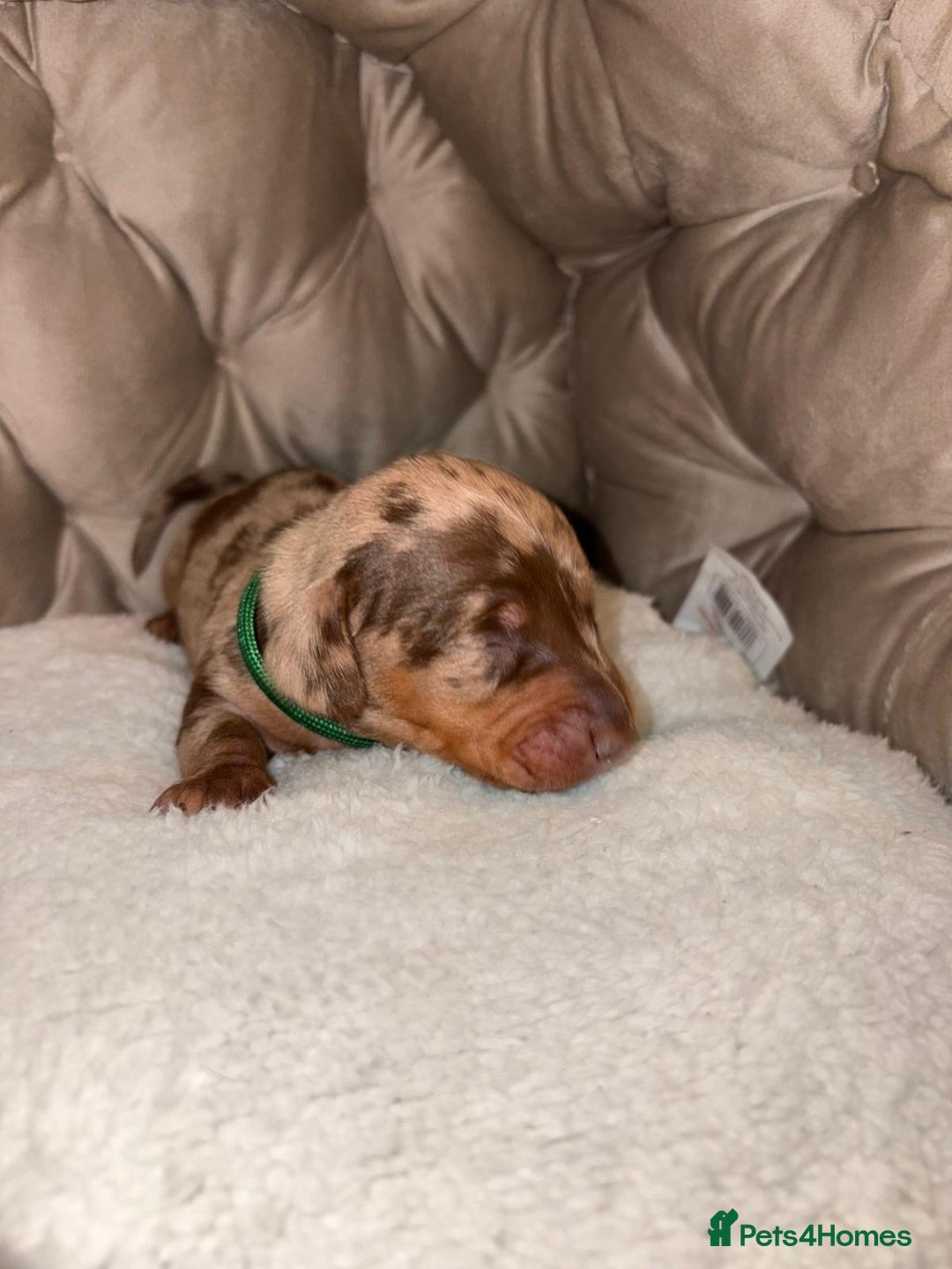 Dachshund dogs for sale: 6 mini dachshunds looking for there forever home  - Advert 13