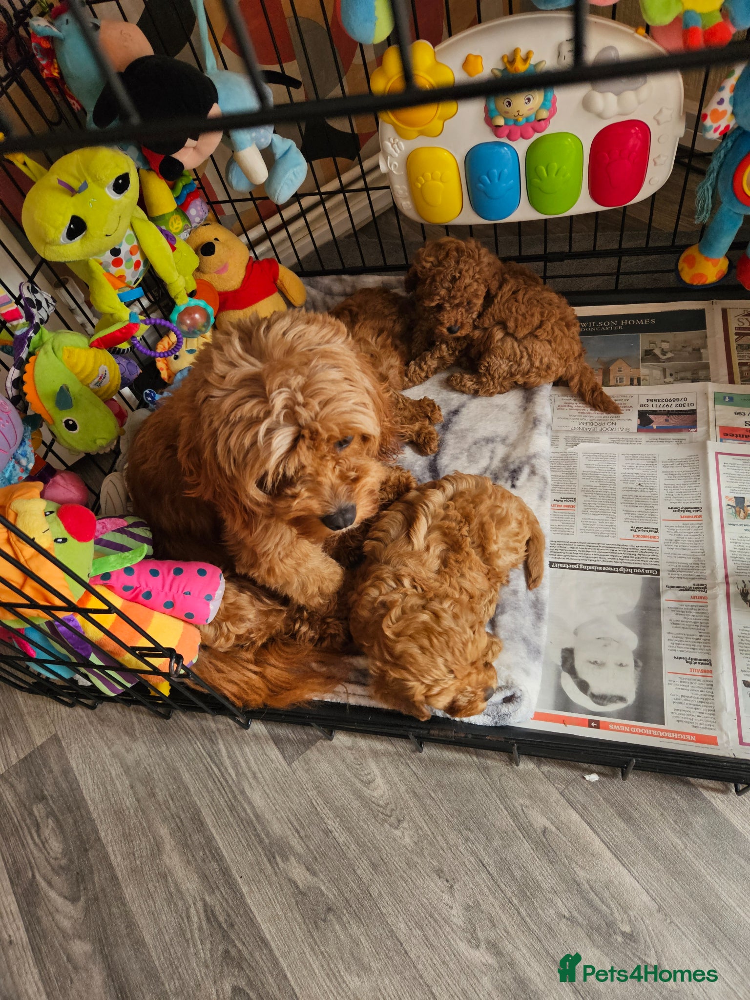 Cavapoo dogs 5* Cavapoo Puppies - Advert 2