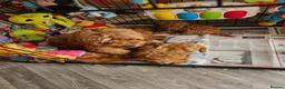 Cavapoo dogs for sale: 5* Cavapoo Puppies - Advert 5