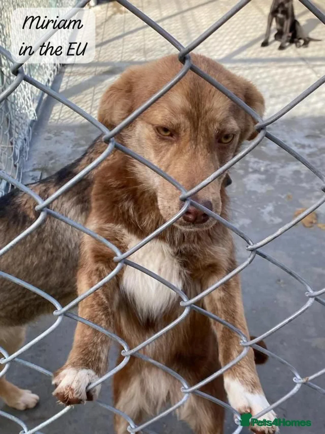 Mixed Breed dogs for adoption: Miriam, 14 months approx. Available for adoption.. - Advert 12