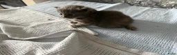 Mixed Breed cats for sale: 4 beautiful kittens for sale  - Advert 11
