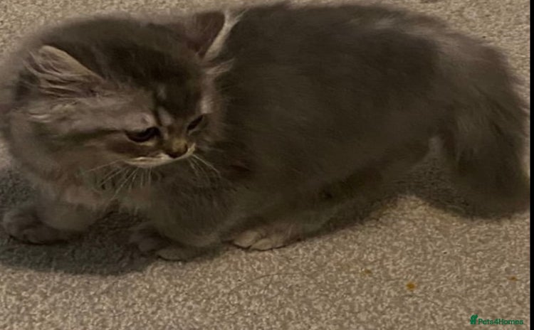 British Shorthair cats - Advert 13