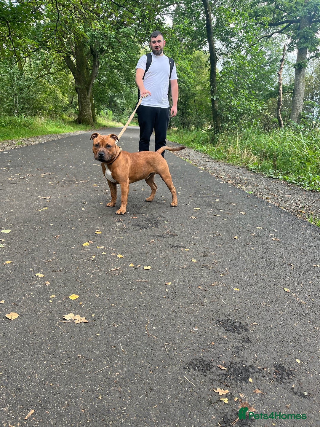Staffordshire Bull Terrier dogs for stud: 🐕Stud Dog Available Red Staffordshire BullTerrier - Advert 10