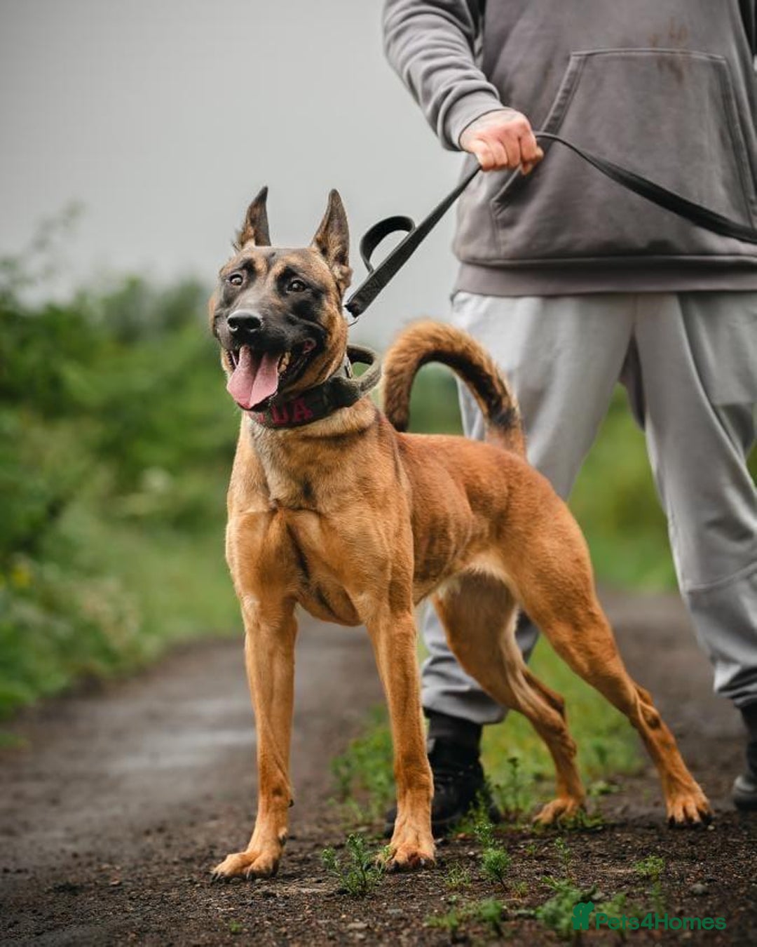 Belgian Shepherd Dog dogs for sale: 2 male puppies  - Advert 8