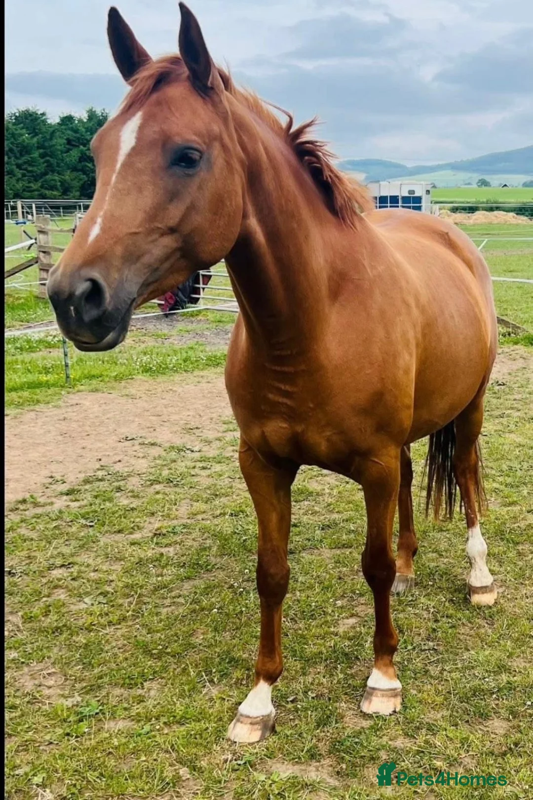 Belgian Warmblood horses for sale:  Quality Broodmare – 9yo 15.2hh Chestnut Mare   - Advert 6