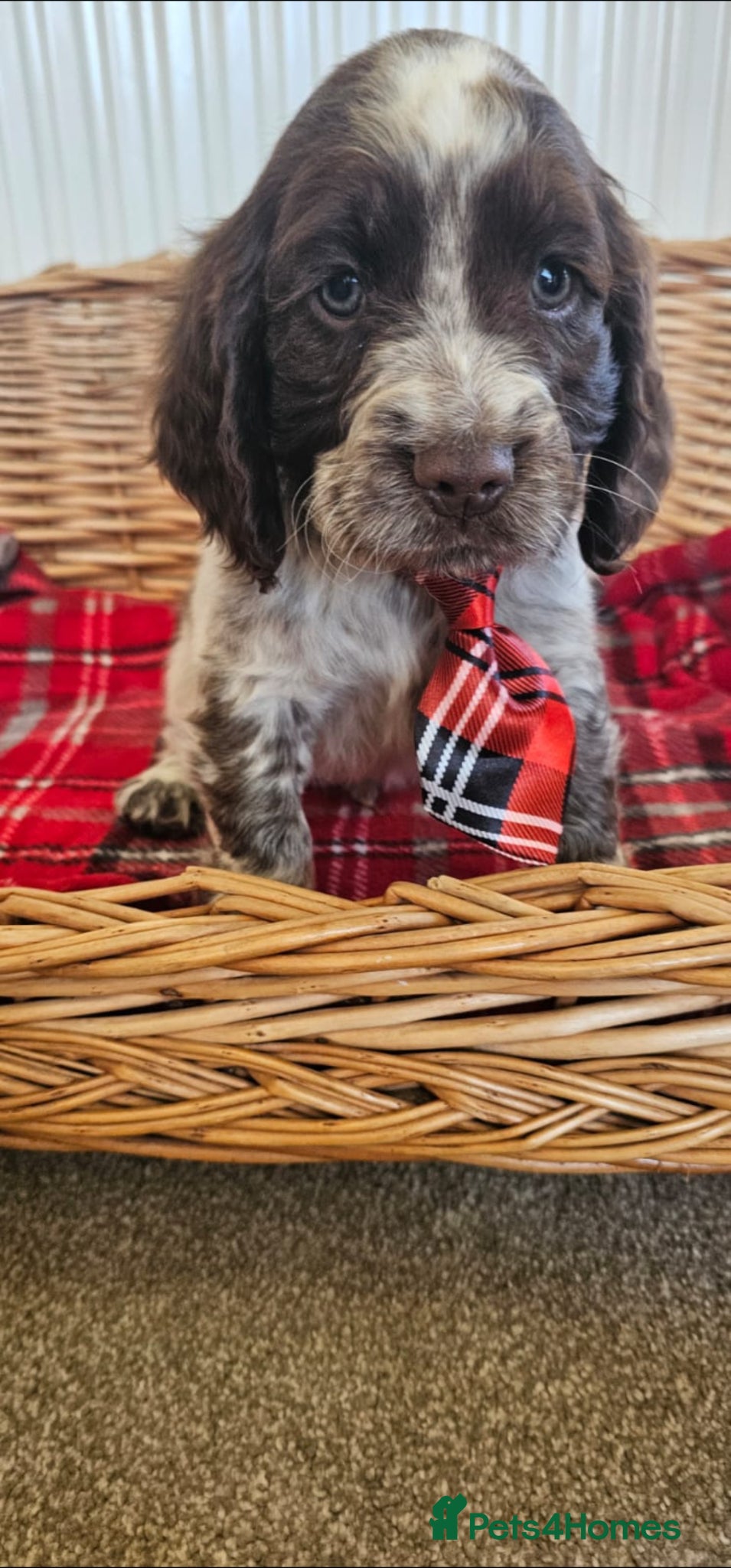 Cocker Spaniel dogs Vet checked  Beautiful cocker spaniel  - Advert 17