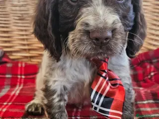 Cocker Spaniel dogs Vet checked Beautiful cocker spaniel - Advert 5