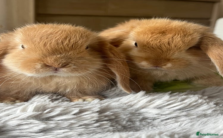 Mini Lop rabbits for sale - Advert 4