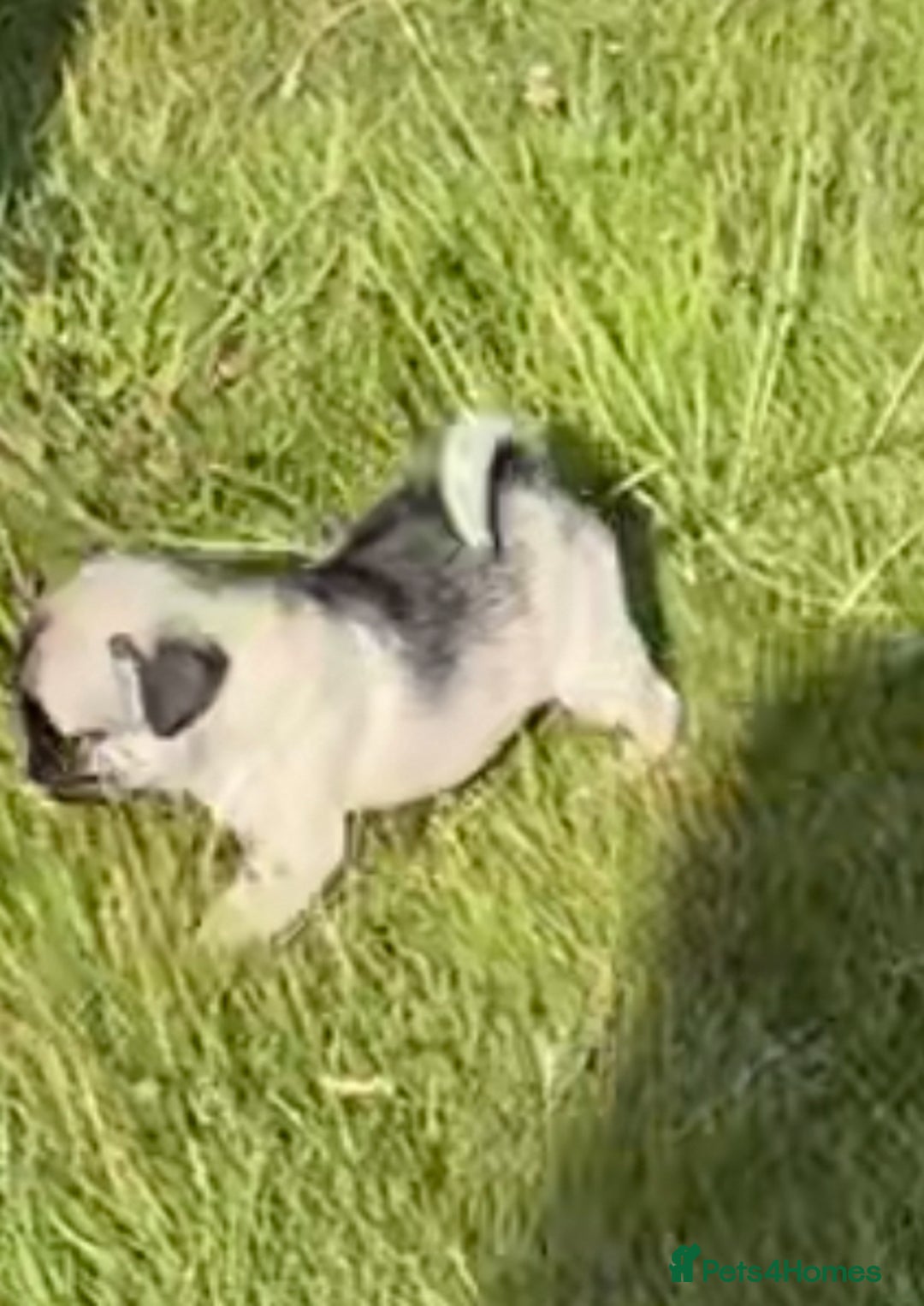 Pug dogs for sale: Pug puppy  - Image 3
