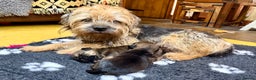Border Terrier dogs for sale: Stunning Border Babies 🐾 Dog Training Family 🐾 - Advert 8