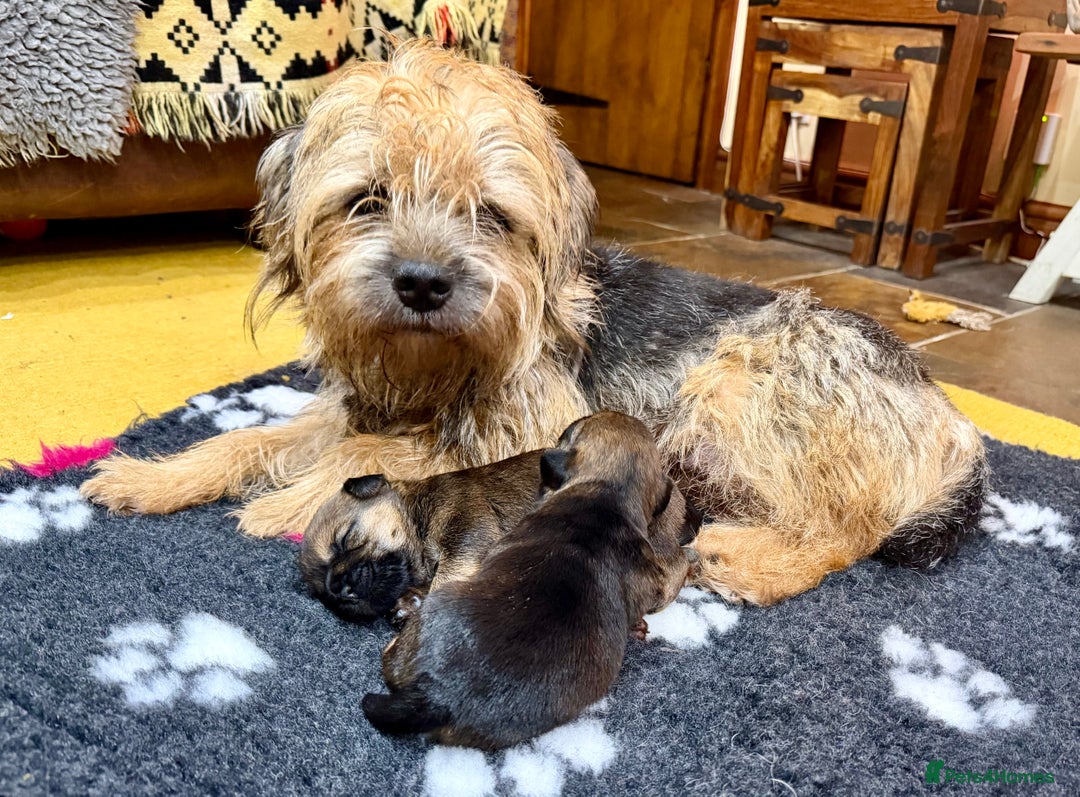 Border Terrier dogs for sale: Stunning Border Babies 🐾 Dog Training Family 🐾 - Advert 8